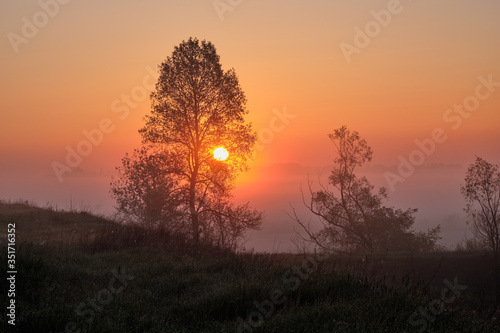 sunrise morning tree