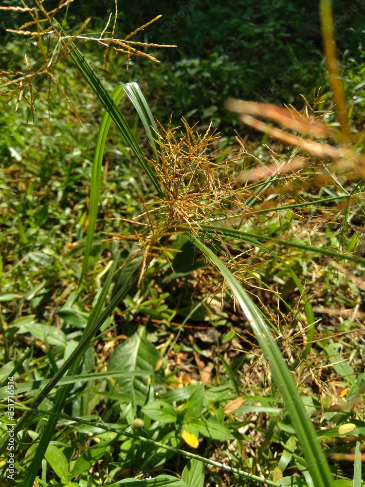 Cyperus rotundus (coco-grass, Java grass, nut grass, purple nut sedge, purple nutsedge, red nut sedge, Khmer kravanh chruk) with natural background. us rotundus is a perennial plant. Cyperus rotundus (coco-grass, Java grass, nut grass, purple nut sedge, purple nutsedge, red nut sedge, Khmer kravanh chruk) with natural background. us rotundus is a perennial plant.