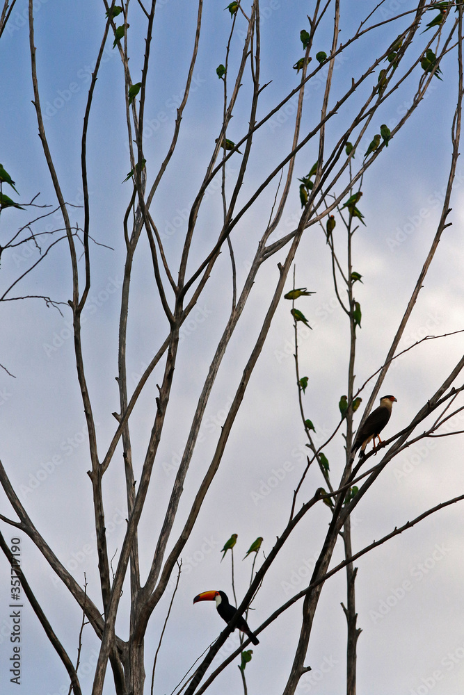 flock of birds on tree branches flock of birds on tree branches