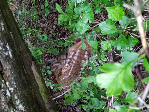A small newborn baby deer is lying in the grass near a tree