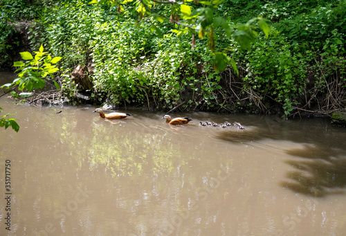 brown ducks on the river in natural conditions