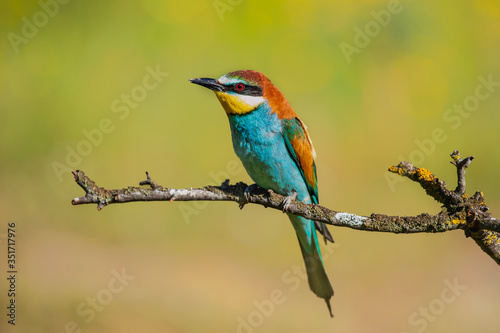 Pair of bee-eaters perched on a branch with spring background