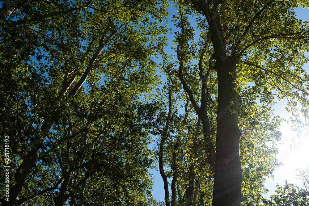 Fototapeta premium Green tall old Platanus tree forest park in Girona, Catalonia on spring season with green leaves on a sunny day