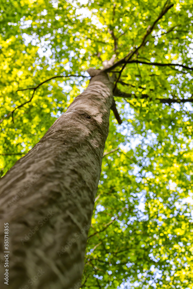Fototapeta premium Spiral growing hornbeam tree, in the romanian temperate forests