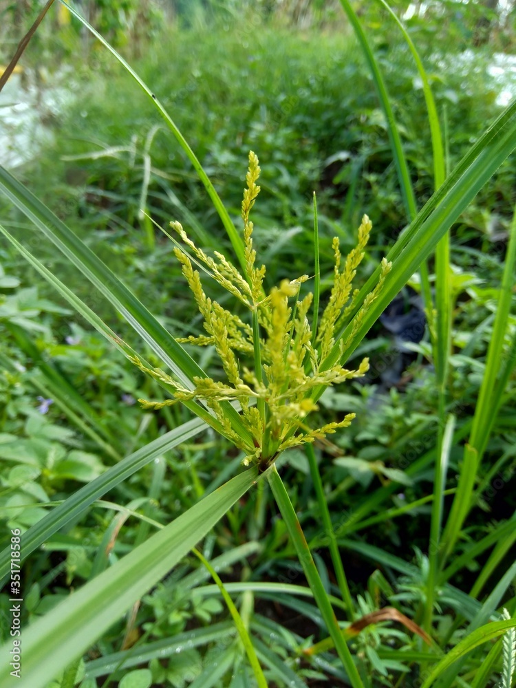 Cyperus rotundus (cocograss, Java grass, nut grass, purple nut sedge