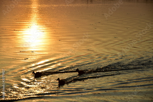 Enten - Kücken rennen auf dem Wasser