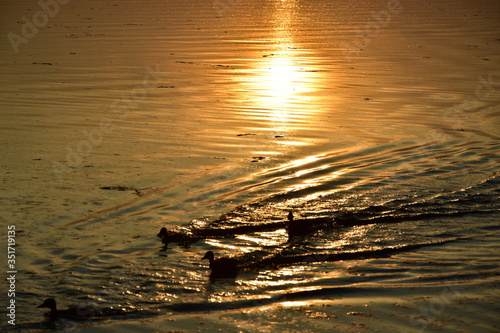 Enten - Kücken rennen auf dem Wasser