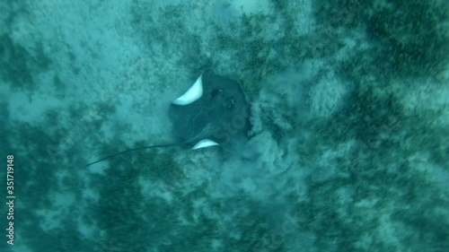 Pink whip ray (Himantura fai) High-angle shot, Camera rotation. Red Sea, Egypt photo