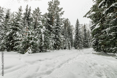 big Christmas trees in the snow in the winter in the forest