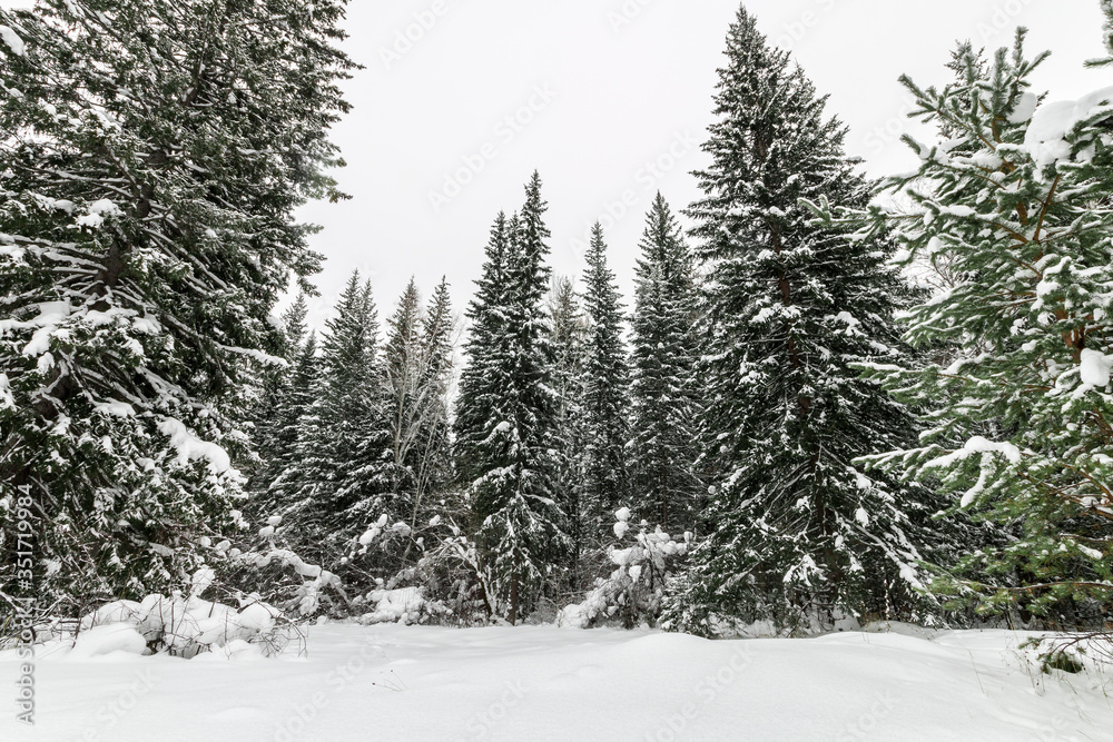 big Christmas trees in the snow in the winter in the forest
