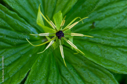 Top view of wild flower. From above view of Herb paris (Paris quadrifolia) blooming plant in nature. Poland, Europe. photo