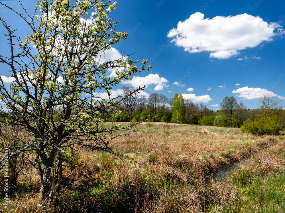 Countryside nature landscape view with fruit tree in bloom white spring flowers. Grasslands and fields in Suchawa, Poland, Europe. Countryside nature landscape view with fruit tree in bloom white spring flowers. Grasslands and fields in Suchawa, Poland, Europe.