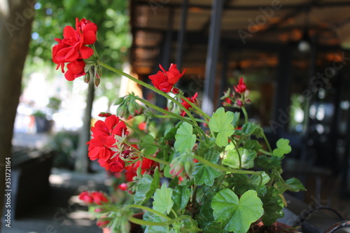 red flowers in a garden