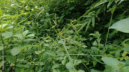 Cyperus rotundus (coco-grass, Java grass, nut grass, purple nut sedge, purple nutsedge, red nut sedge, Khmer kravanh chruk) with natural background. us rotundus is a perennial plant. photo