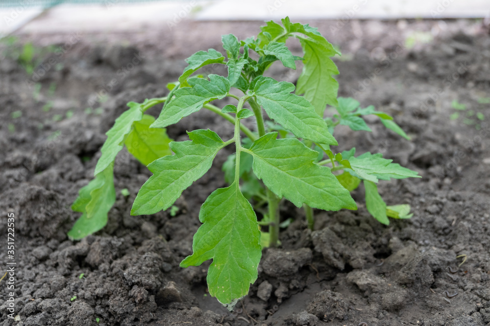Young green tomato seedlings planted in the ground in the garden. Growing tomatoes in the garden at home. Young green tomato seedlings planted in the ground in the garden. Growing tomatoes in the garden at home.