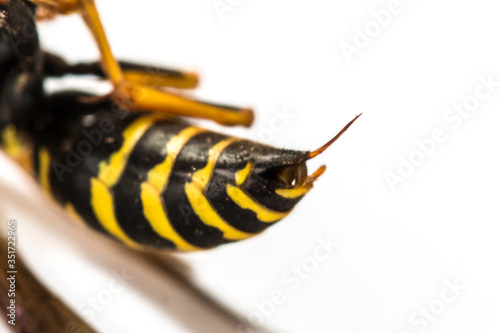 Fotografie wasp sting close-up on a white background