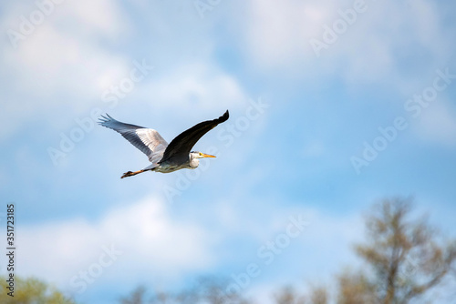 Grey heron flying across the blue sky © Yakov