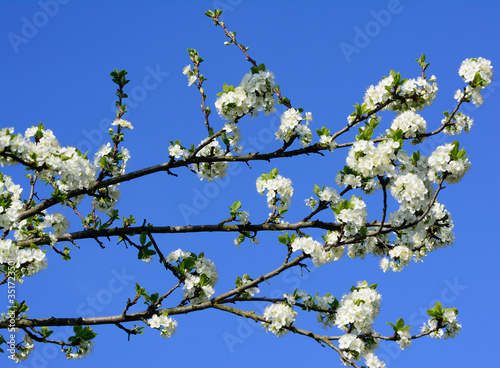 white cherry blossom