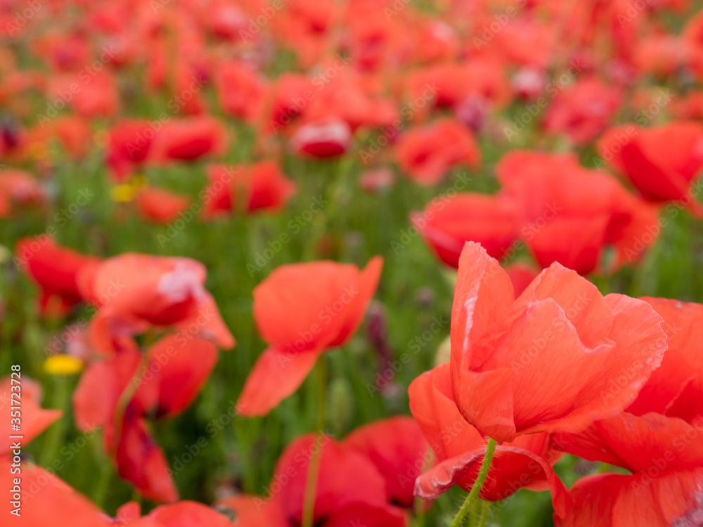 poppies of different types in a field
