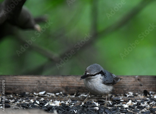 gray-blue bird flew in to enjoy the seeds