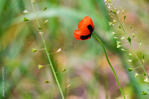 Single poppy flower with poppy field background