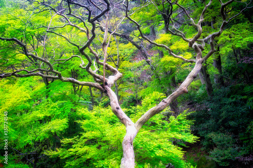 Sankeien Garden Yokohama Japan japanese maple trees