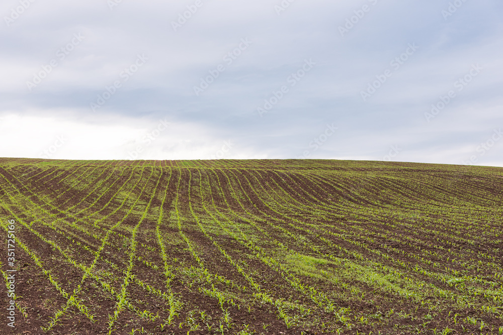 View of corn leaves growth in a field at spring with dramatic clouds. Field with young corn View of corn leaves growth in a field at spring with dramatic clouds. Field with young corn