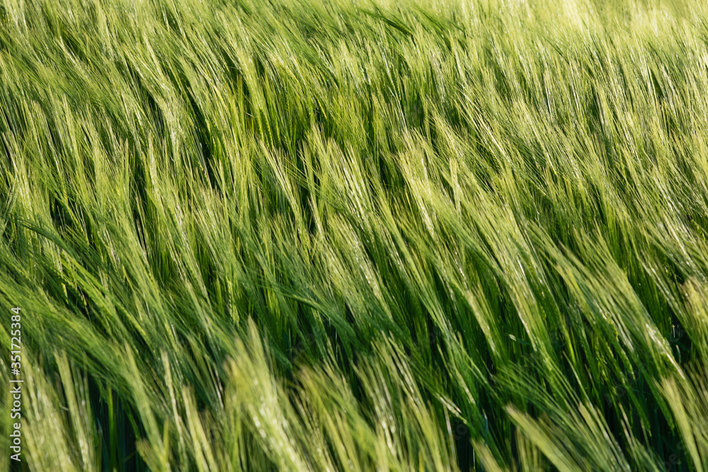 Nice rolling green field. Agricultural field with barley. Beautiful field of cereals (wheat, barley, oats) green on a sunny spring day. Nice rolling green field. Agricultural field with barley. Beautiful field of cereals (wheat, barley, oats) green on a sunny spring day.