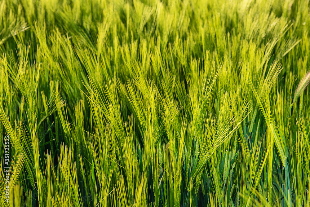 Nice rolling green field. Agricultural field with barley. Beautiful field of cereals (wheat, barley, oats) green on a sunny spring day. Nice rolling green field. Agricultural field with barley. Beautiful field of cereals (wheat, barley, oats) green on a sunny spring day.