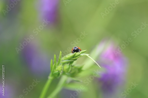 草にのるてんとう虫 © cat_smile