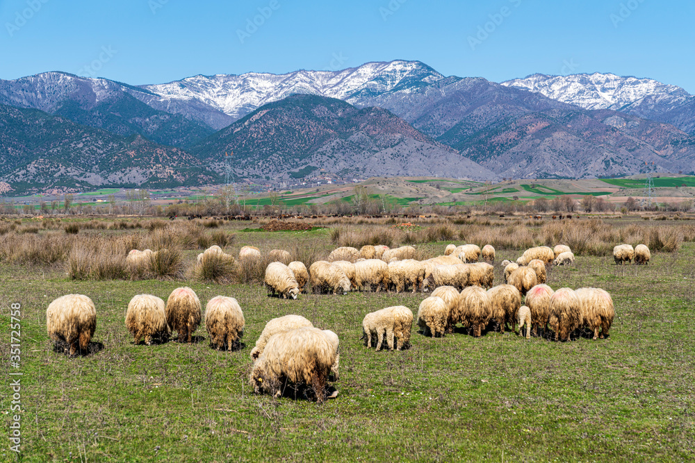 Fototapeta premium Sheep herd running in the field 