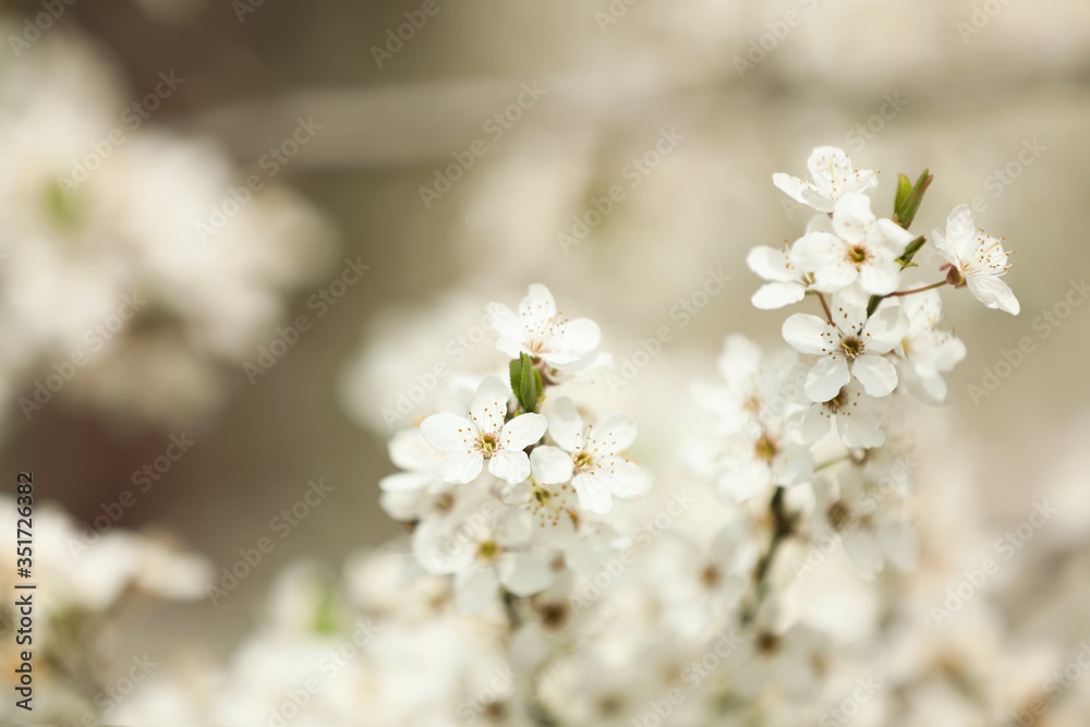 Closeup view of blossoming tree outdoors on spring day Closeup view of blossoming tree outdoors on spring day