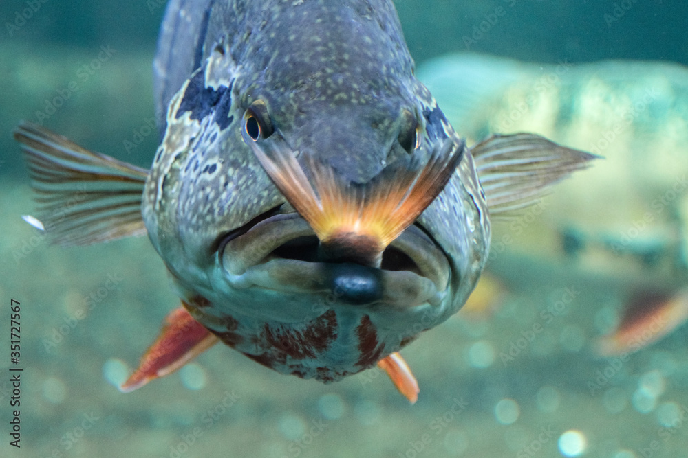 A big fish eats a little one, cruelty underwater nature A big fish eats a little one, cruelty underwater nature