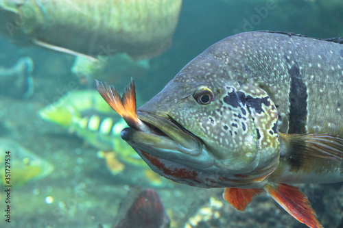 A big fish in aquarium eats a little one, cruelty underwater nature
