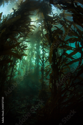 A forest of Giant kelp, Macrocystis pyrifera, grows in the cold eastern Pacific waters that flow along the California coast. Kelp forests support a surprising and diverse array of marine biodiversity.