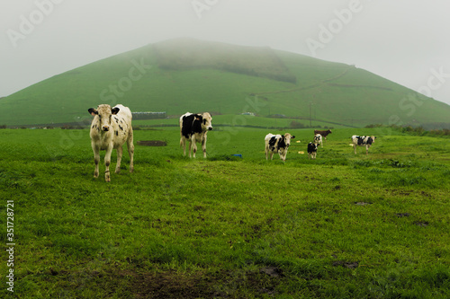 Cows are grazing on a foggy field, Azores Islands, Portugal