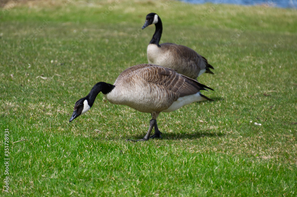 Canadian Geese