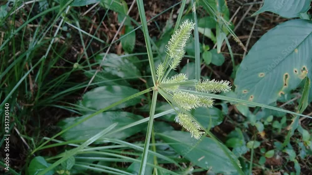 Cyperus rotundus (cocograss, Java grass, nut grass, purple nut sedge
