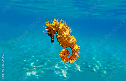 Golden long-snouted seahorse - Hippocampus guttulatus  © Kolevski.V