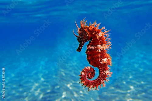 Red long-snouted seahorse - Hippocampus guttulatus