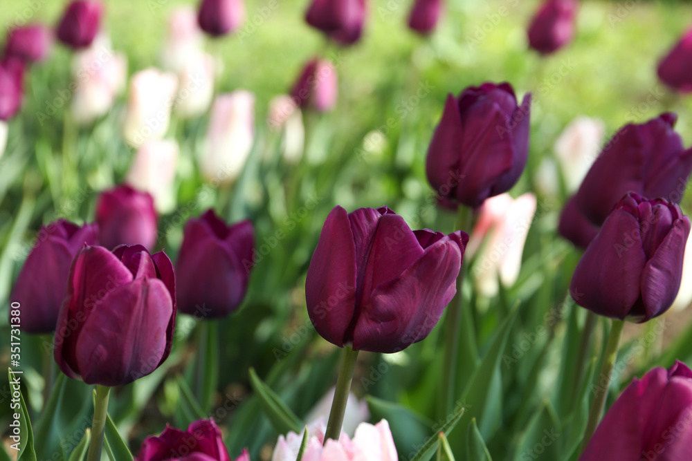 Obraz premium Beautiful blooming tulips outdoors on sunny day