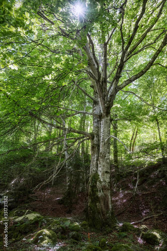 big beech tree in the forest