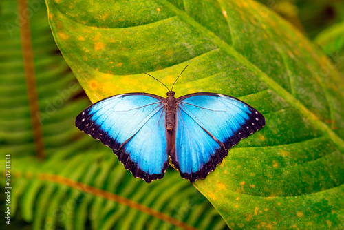 Canvas Print A Blue Morpho (Morpho menelaus) butterfly on a tropical leaf in Mindo, Ecuador