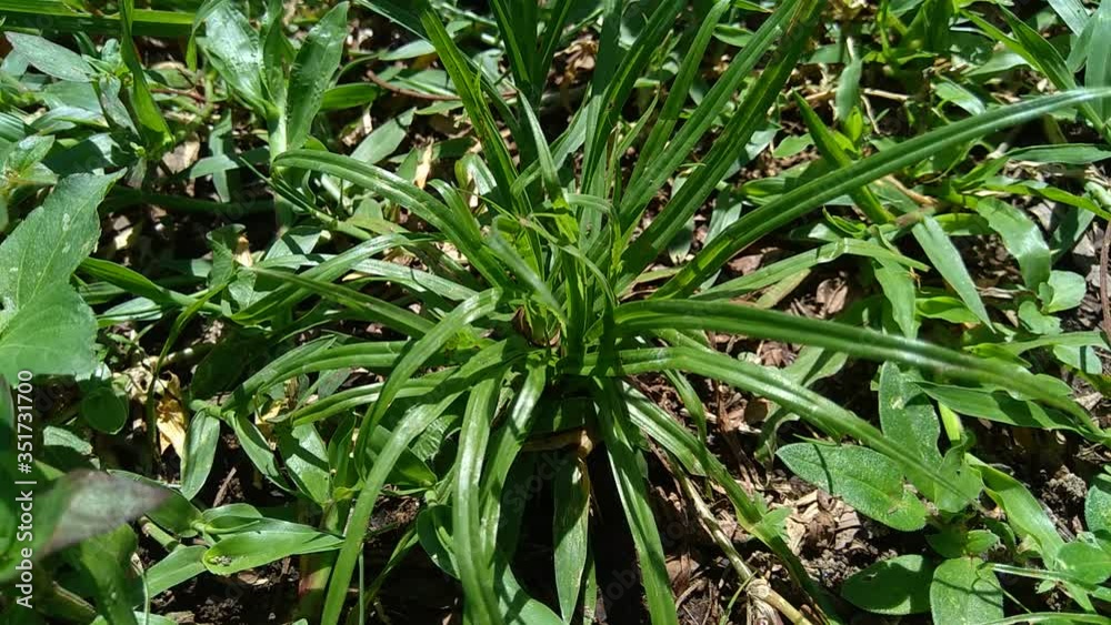 Cyperus rotundus (cocograss, Java grass, nut grass, purple nut sedge