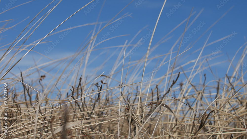 Obraz premium 青空と枯れ草