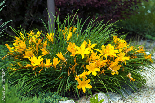 Yellow daylily flowers in a garden photo