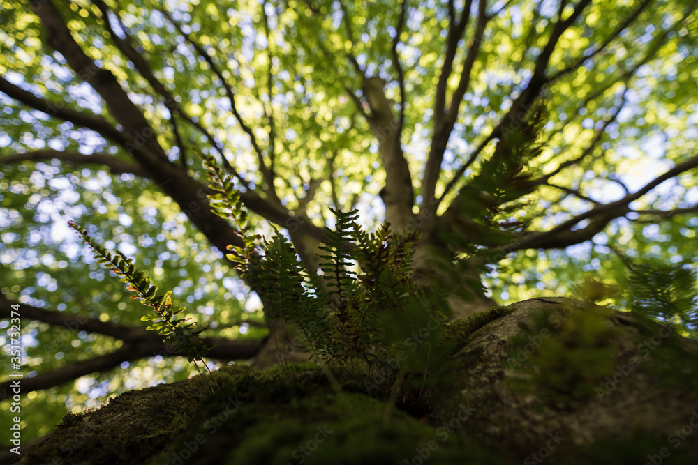Fototapeta premium big beech tree in the forest