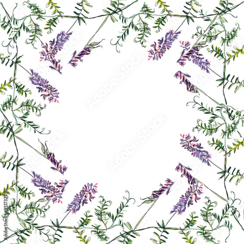 square frame with a round window for copy space for text. watercolor graphic color drawing of Cow vetch sprig with purple flowers and delicate green leaves