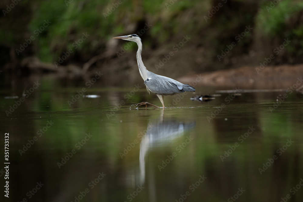 Grey heron (Ardea cinerea) hunting fish on the river. Heron mirrored on the surface. Grey heron in the water. European nature. Grey heron (Ardea cinerea) hunting fish on the river. Heron mirrored on the surface. Grey heron in the water. European nature.