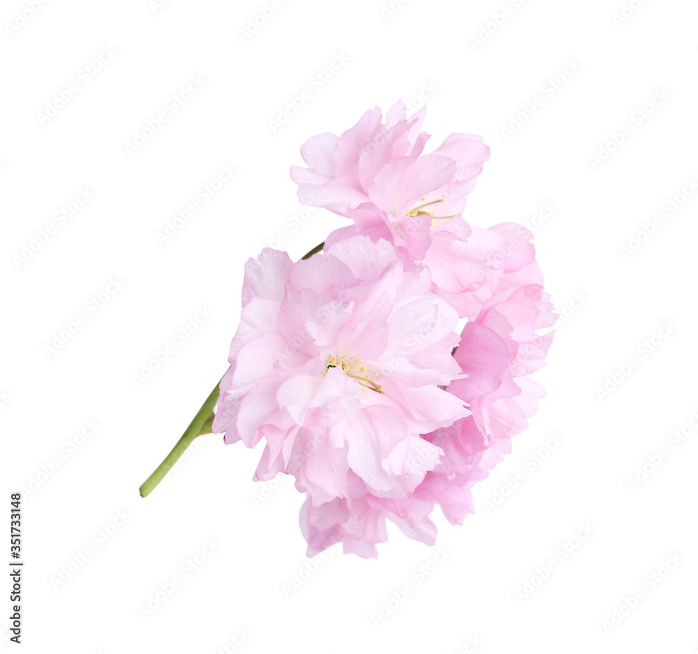 Beautiful sakura blossom isolated on white. Japanese cherry Beautiful sakura blossom isolated on white. Japanese cherry